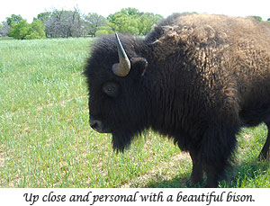 Beautiful bison on LBJ ranch