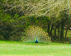 Peacock at Mayan Dude ranch