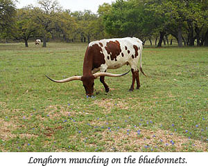 Texas Longhorn eating the bluebonnets