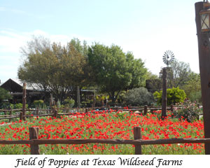 Field of Poppies at Texas Wildseed Farms